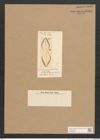 Amphiprora costata O'Meara (de-Toni-Nr.: Genus 29) Zeichnungen Sammlung Grunow Nr. 2581 (NHMW-BOT-W0369766)